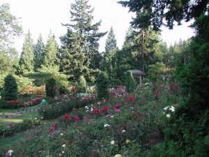 Portland Oregon Rose Garden